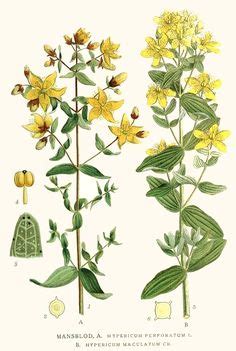 Idee Su Tavole Botaniche Botanica Illustrazione Botanica Stampe