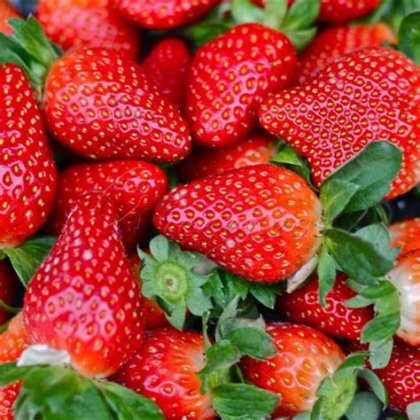 Shop Seeds Online, Non Hybrid 100 Everbearing Strawberry Seeds Fruit Juicy Drought Tolerant ...