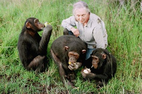 Nuevo Paradigma Jane Goodall Los Humanos Como Especie Vamos Hacia