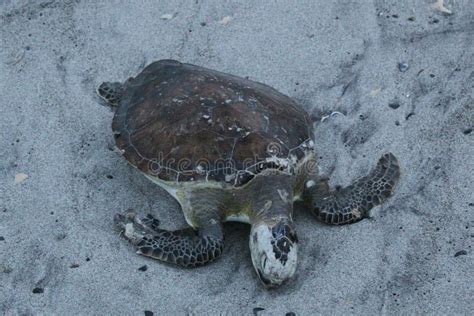 La Tortuga Verde De Mar La Tortuga Verde Tortuga Negra O Tortuga Verde