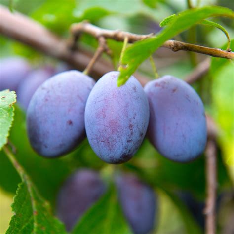 Damson Plum Tree – Green Thumbs Garden