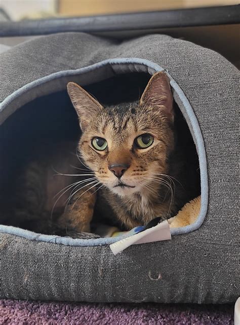 Adopt Gunner & Tanner! Treasurecoast Pets of the Week!