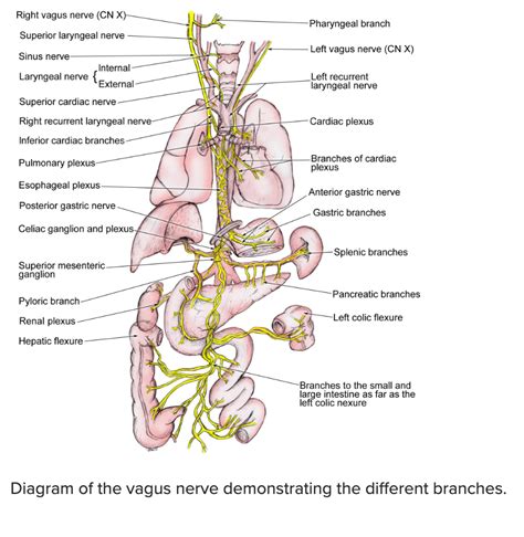 The Vagus Nerve-Why it Matters