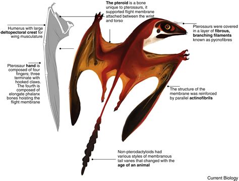 Pterosaurs Current Biology