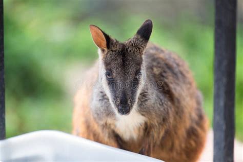 Swamp Wallaby Wallabia Bicolor Also Known As The Black Wallab Stock