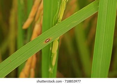 Plant Disease Rices Leaves Diseases Fungi Stock Photo 718853977 | Shutterstock