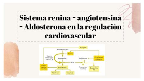 Sistema Renina Angiotensina Aldosterona En La Regulaci N Cardiovascular