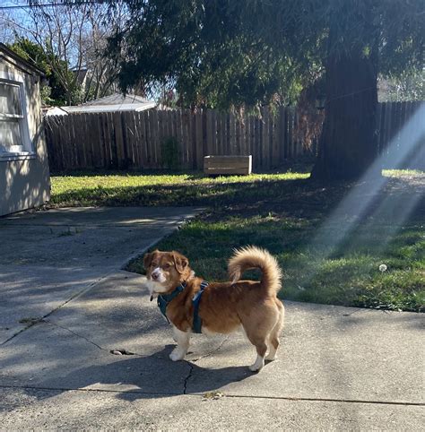 A corgi/retriever mix (the retriever side is a duck toller) : r/Incorgnito
