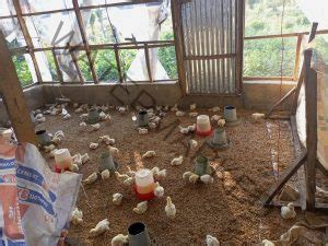 Beginners Guide How To Start Poultry Farming Business In Ghana