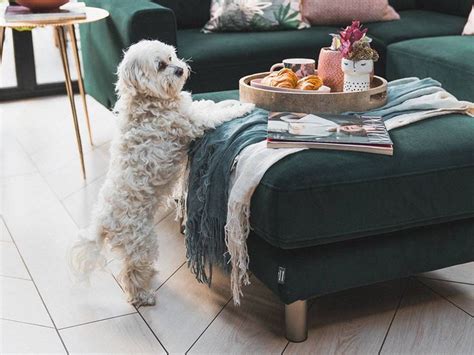 Pet Friendly Sofas Heres Everything You Need To Know Pet Friendly