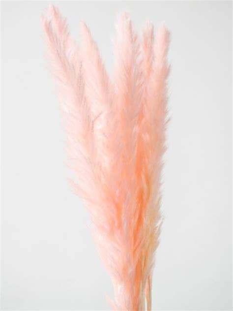 Buy Red Dried Pampas Grass Online Whispering Homes