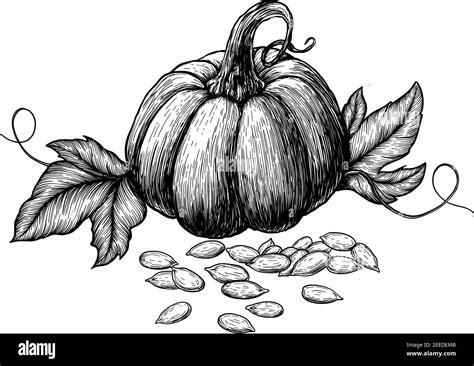 Pumpkin With Leaves And Seeds Hand Drawn Sketches Vector Illustration