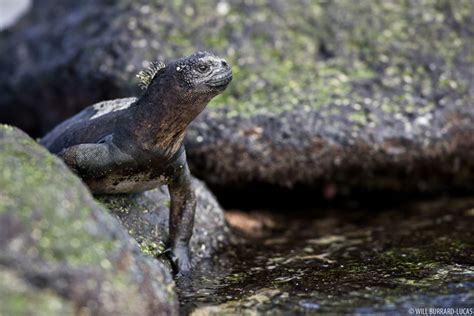 Marine Iguanas | Photos Pictures Images