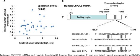 Figure 3 From Human CYP2C8 Is Post Transcriptionally Regulated By