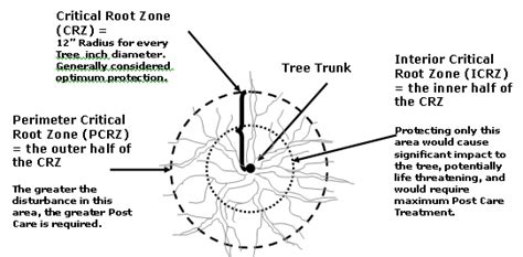 Critical Root Zone - Technical Recommendation from Urban Forestry ...