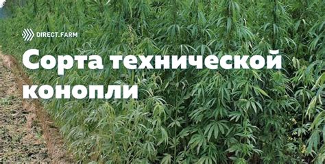Сорта технической конопли