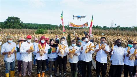 Panen Perdana Jagung Hibrida Dan Penggunaan Teknologi Tepat Guna