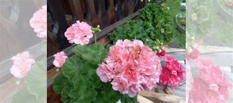 Пеларгония герань купить в Иркутске | Товары для дома и дачи | Авито