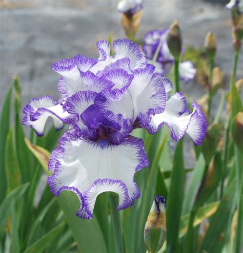 World of Irises: Strikingly Beautiful Flowers