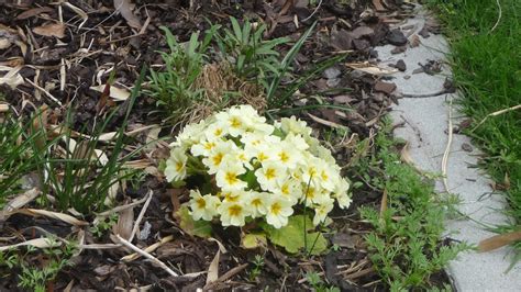 Heiss ersehnt kommt er nun mit grossen Schritten der Frühling