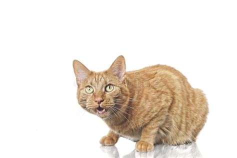 Cute Ginger Cat Lying Down And Looking Curious Up Stock Image Image