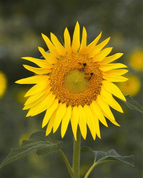 Animated Sunflower Photos, Download The BEST Free Animated Sunflower ...