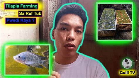 Backyard Tilapia Farming Sa Ref Tub Guill Tv Youtube