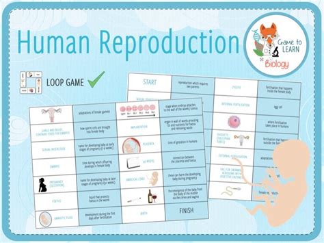 Human Reproduction X Activities And Games Ks Teaching Resources