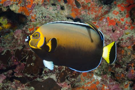 Poisson Ange à Monocle • Chaetodontoplus Conspicillatus • Fiche Poissons