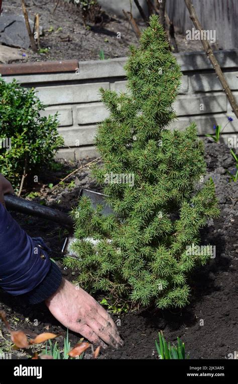 How To Grow And Care For The Dwarf Alberta Spruce Picea Glauca Conica