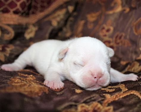 French Bulldog puppy dog for sale in Arizona, Arizona