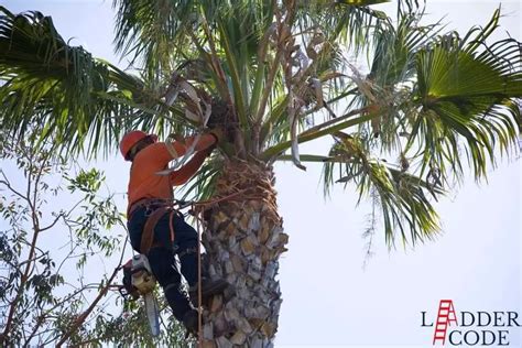 Step Ladders in Tree Pruning