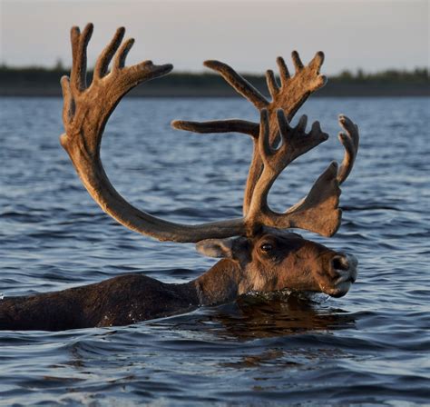 ‘A Trash Heap for Our Children’: How Norilsk, in the Russian Arctic ...