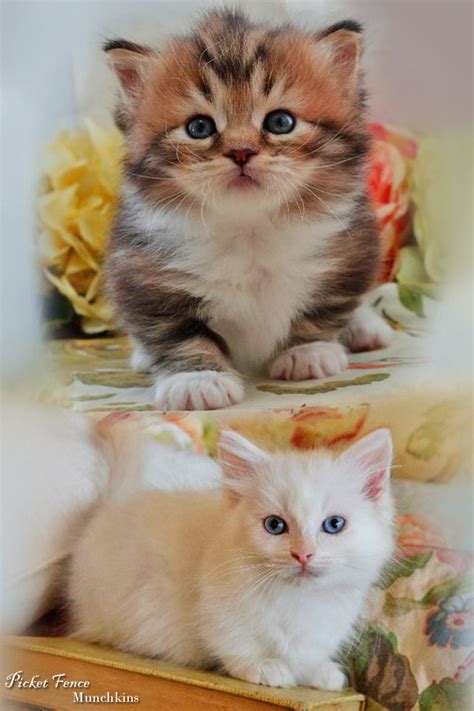 Available Munchkin Kittens