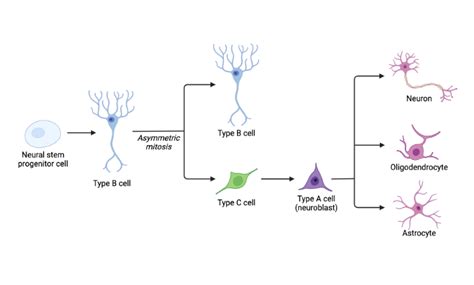 Differentiation Of Neural Stem Progenitor Cells Biorender Science