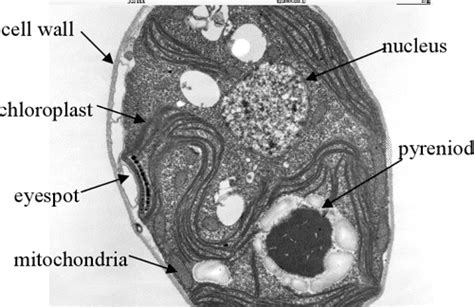 Bioenergetics And Dynamics Of Ciliary Responses And Systems Biology Of