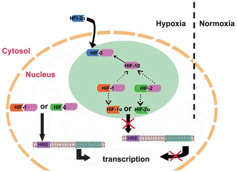 Progress On Hypoxia Inducible Factor Its Structure Gene Regulation