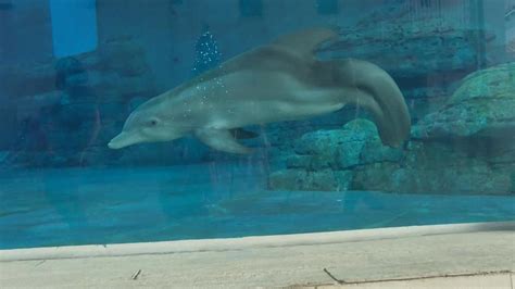 Sick Winter The Dolphin Getting 247 Medical Care In Clearwater