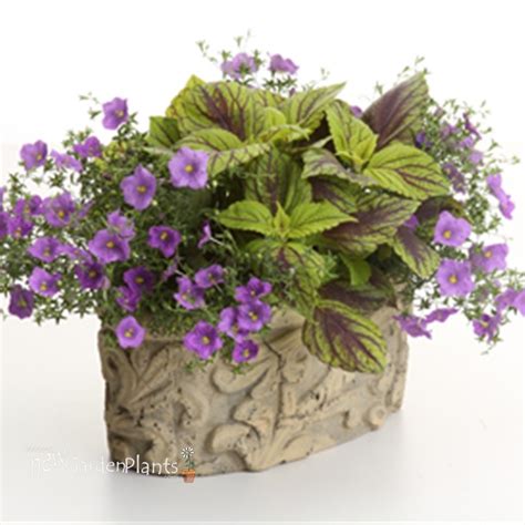 Coleus Gay S Delight New Garden Plants