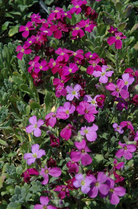 Cascade Red Rock Cress Aubrieta Cascade Red In Rapid City South