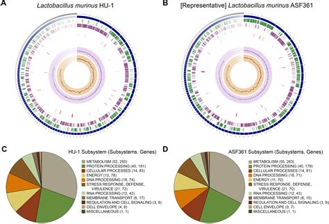 Frontiers Molecular Phenotyping And Genomic Characterization Of A