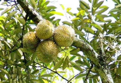 Pohon Durian Hijaukan