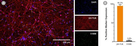 Human Ipsc Derived Forebrain Neuron Precursor Cells Stemcell Technologies