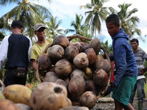 Yayasan Bahtera DwipaAbadi Petani Kelapa