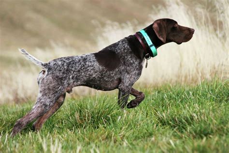 Bird Dog Training Upland Bird Ranch