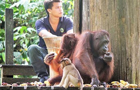 Sepilok Orang Utan Centre Sandakan City Tour Borneo Calling