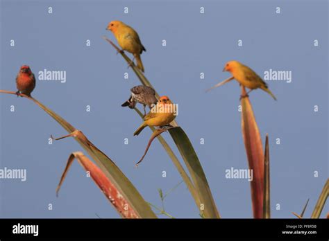 Saffron Finch Sicalis Flaveola Big Island Hawaii Stock Photo Alamy