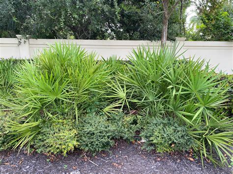 Saw Palmetto Green, Serenoa Repens – Eureka Farms