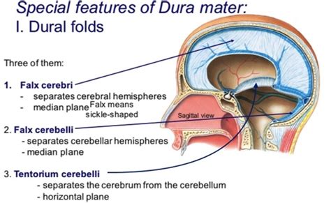 The Cranium Cranial Nerves And Meninges Dural Venous Sinuses Blood