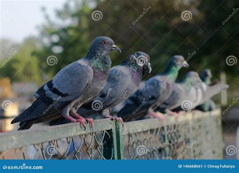 Pigeons and doves stock image. Image of doves, mammal - 146668661